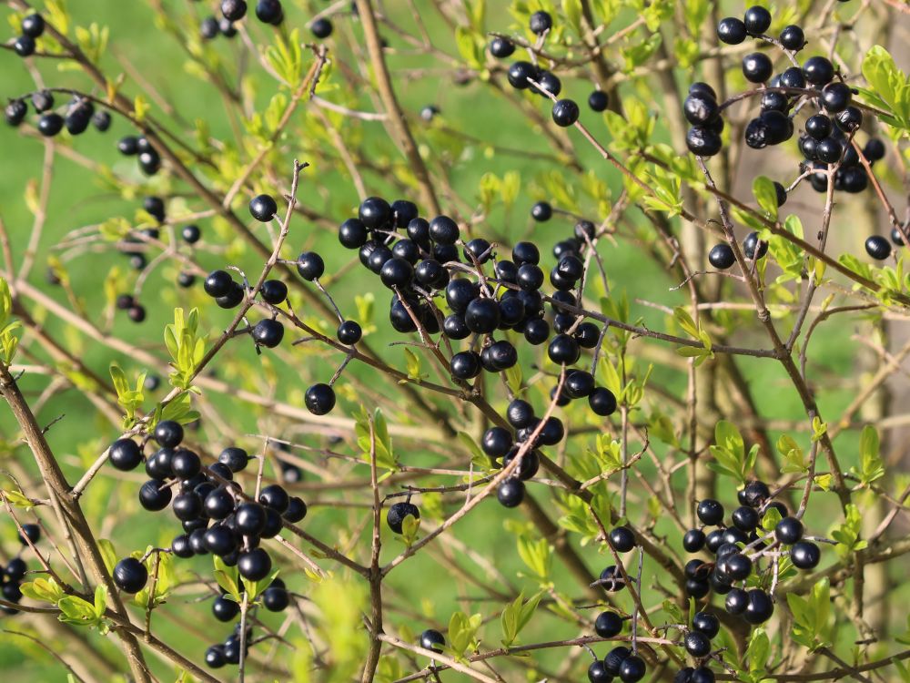 Ligusterbeeren