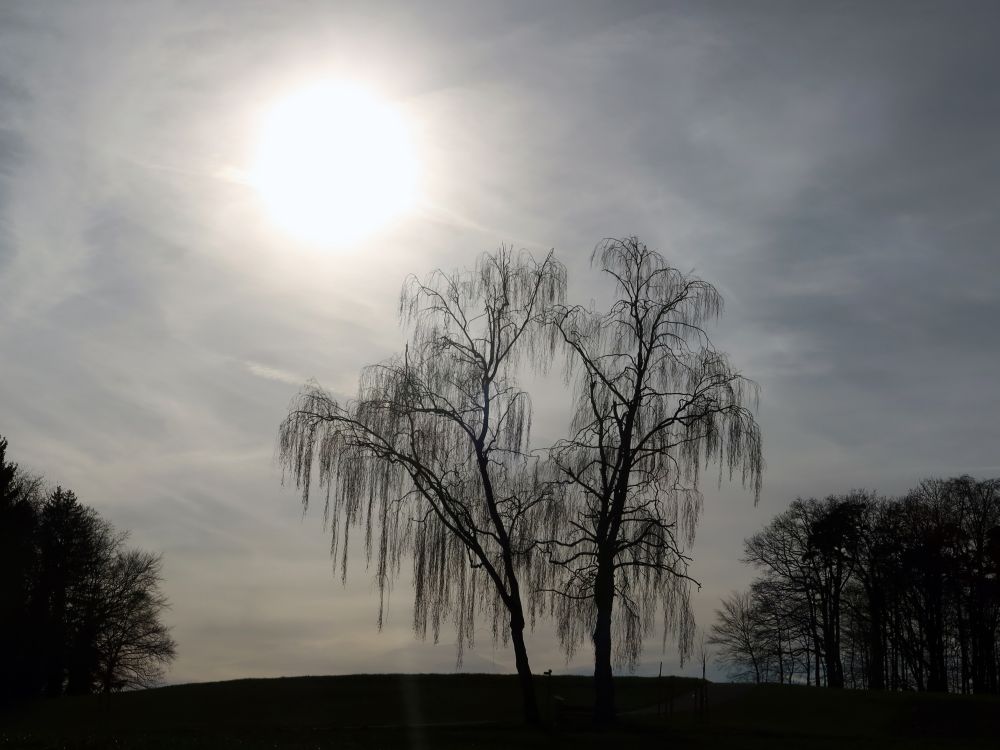 Birken im Gegenlicht