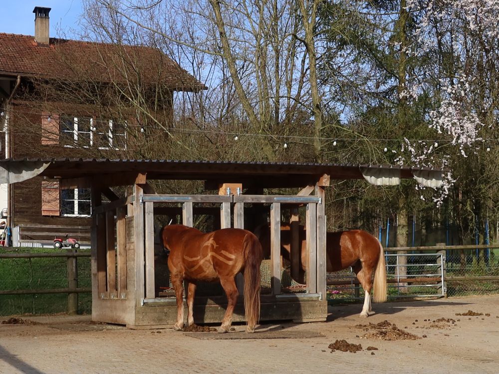 Pferd mit Delphinmuster