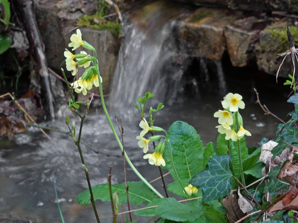 Schlüsselblume