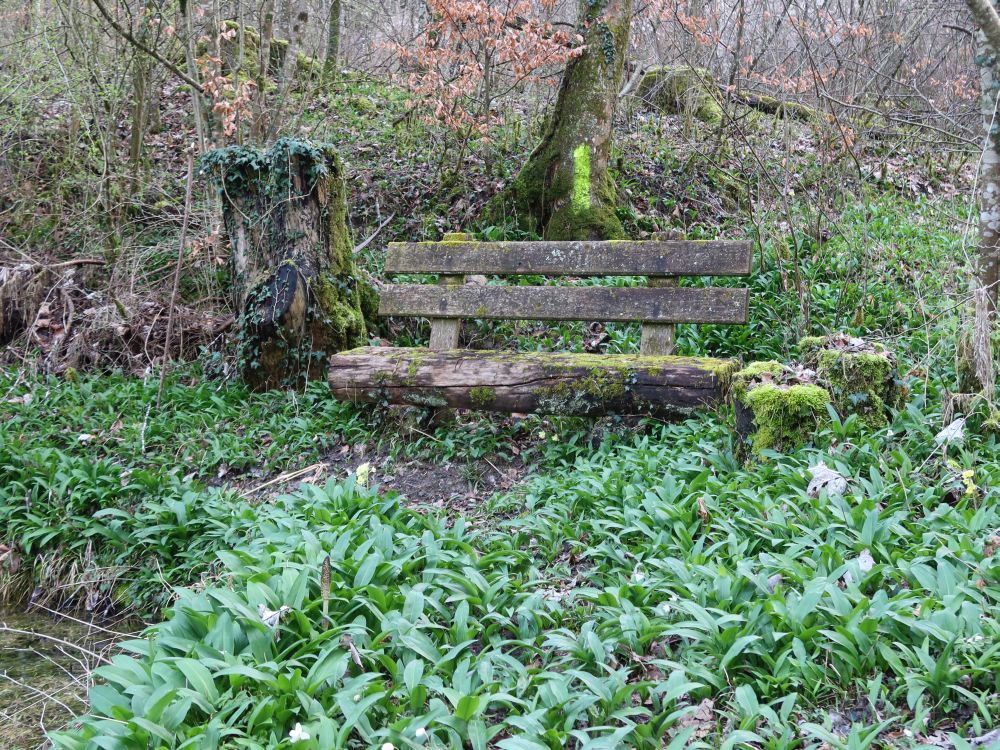 Sitzbank im Bärlauchfeld