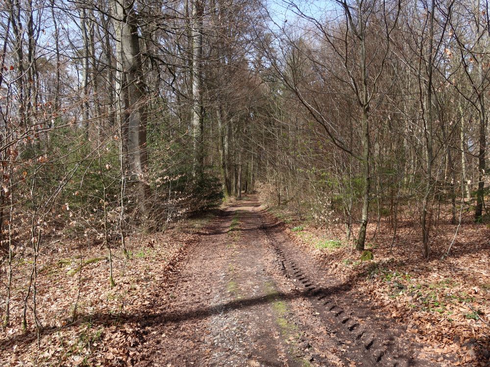 Waldweg