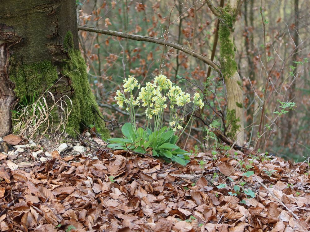 Schlüsselblumen