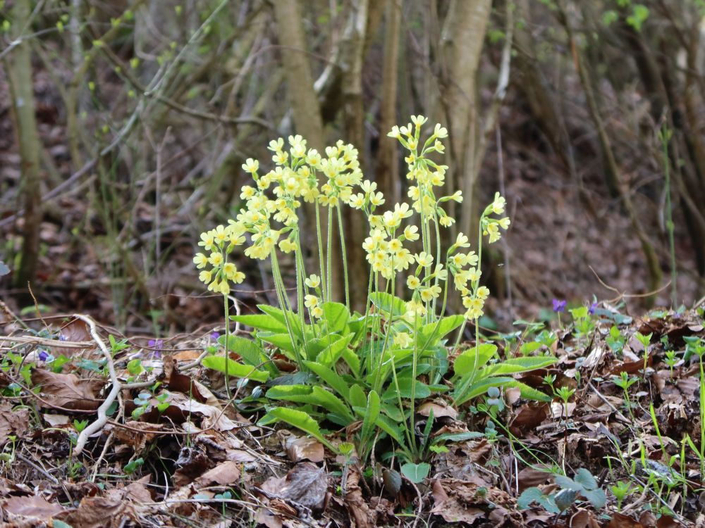Schlüsselblumen