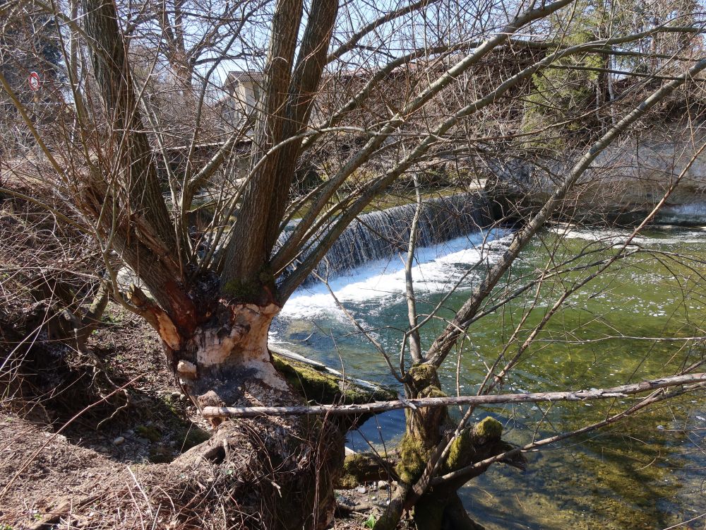 Biberfrass und Wasserfall an der Glatt