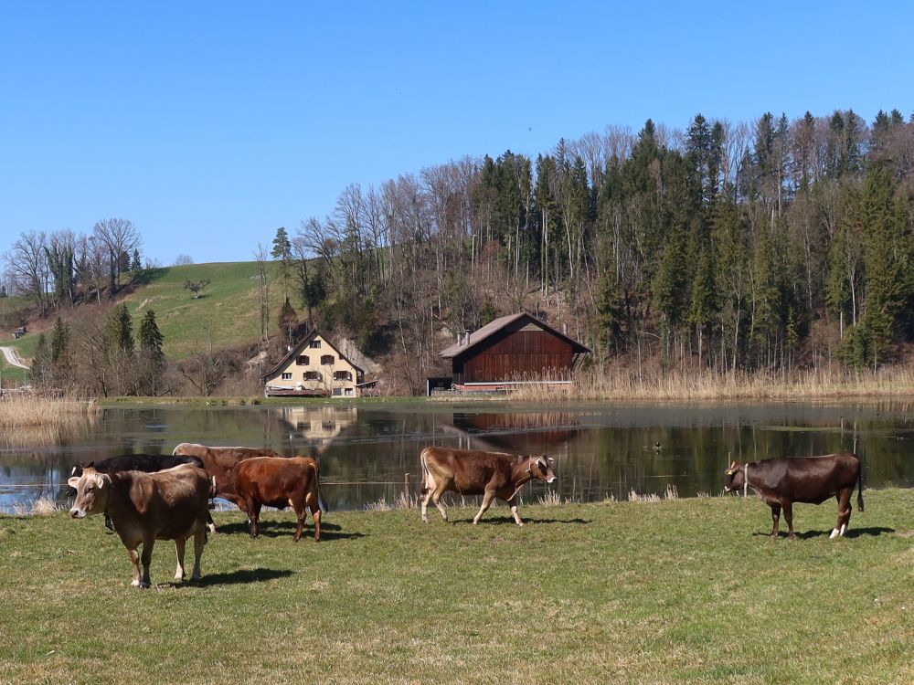 Glattmüli mit Teich