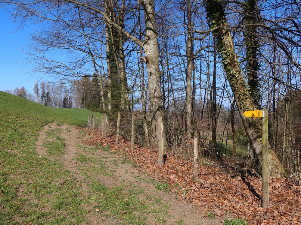 Wanderweg am Waldrand