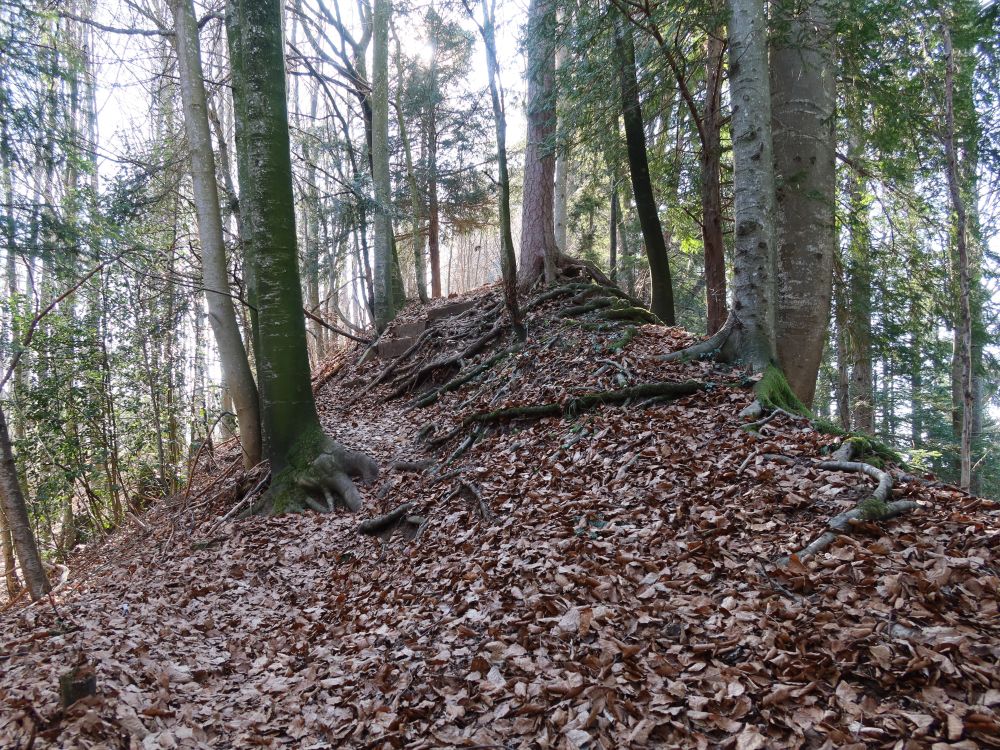 Pfad im Lärchenwäldli