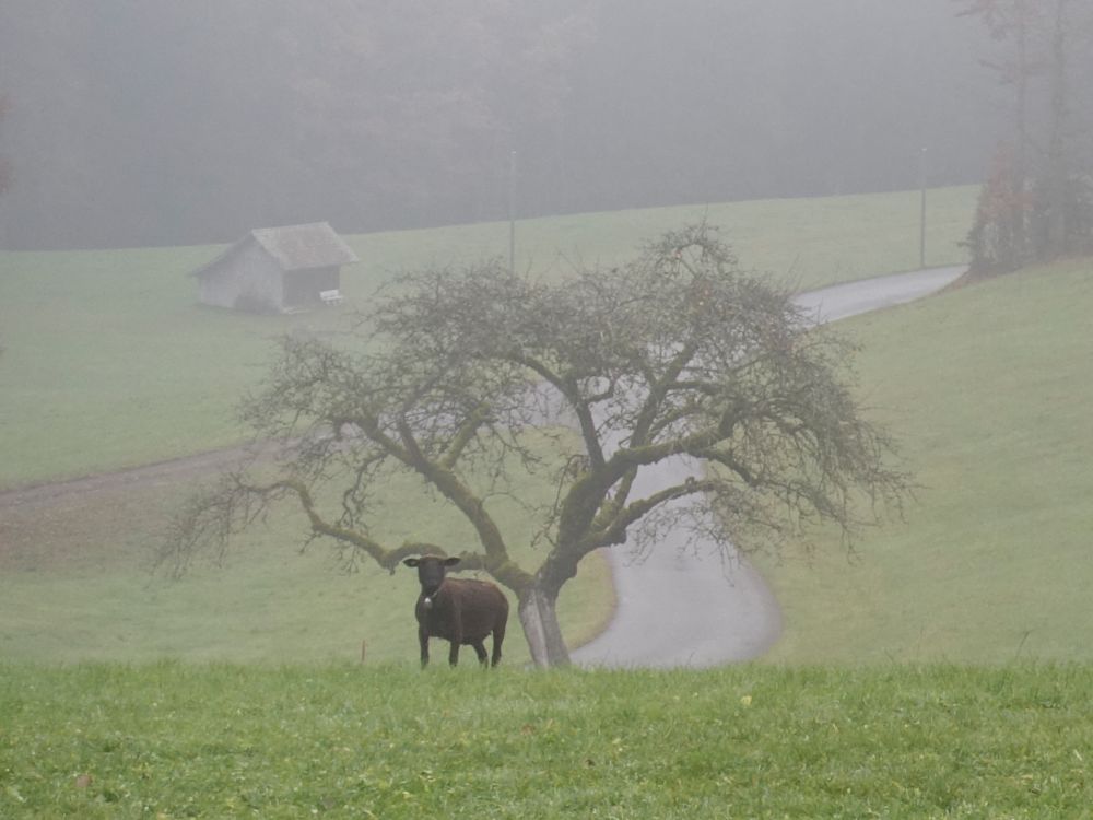 Schaf im Nebel