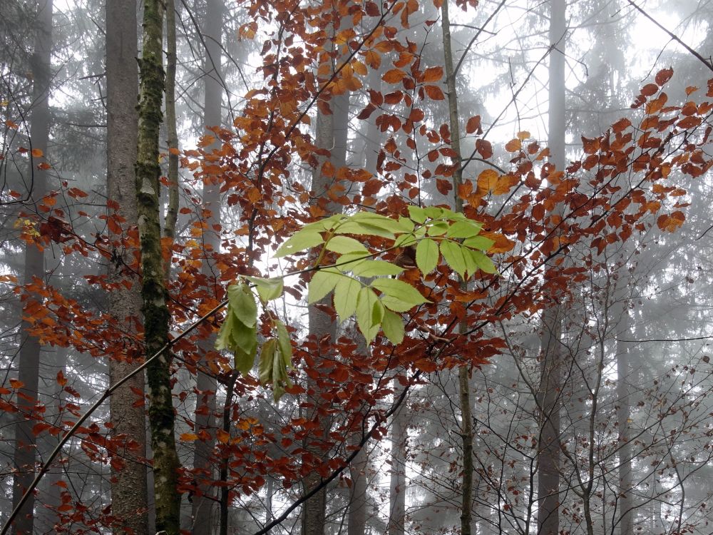 Herbstfarben
