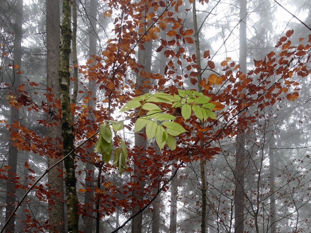 Herbstfarben