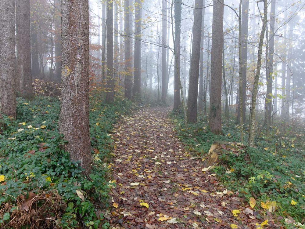 Waldweg