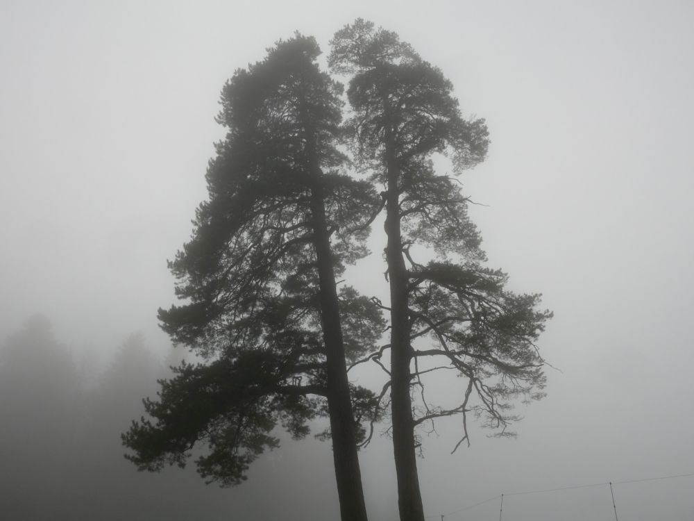 Baum im Nebel