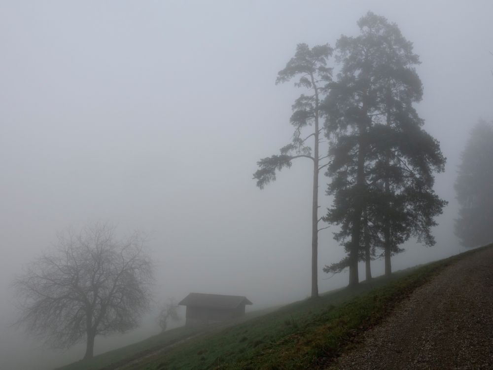 Baum in Nebel