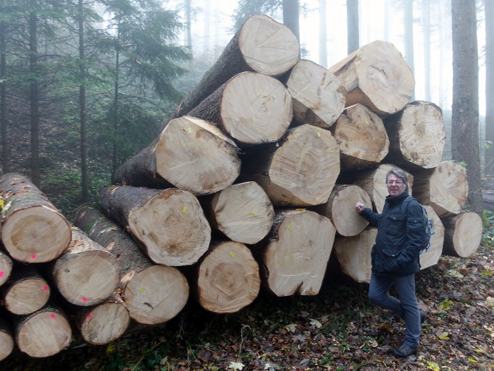 dicke Holzstämme