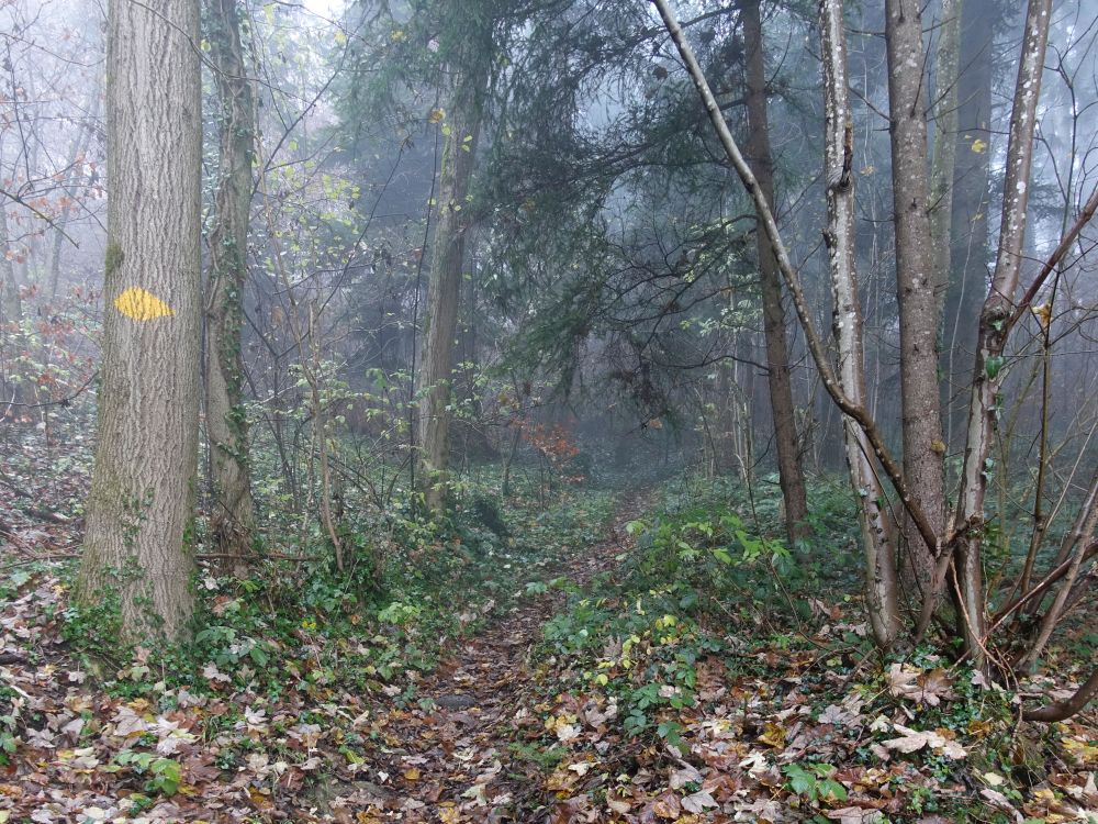 Wanderweg im Wald