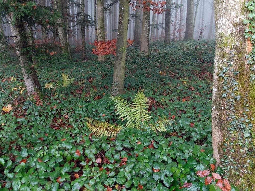 Farn im Herbstwald