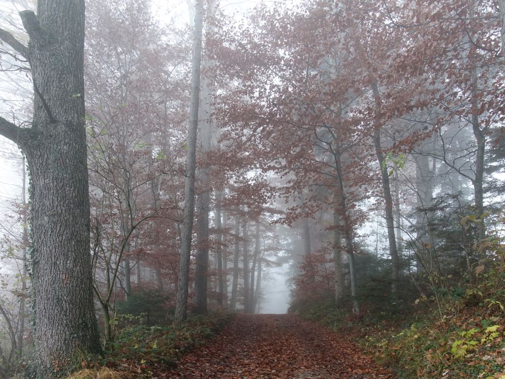 Herbstwald