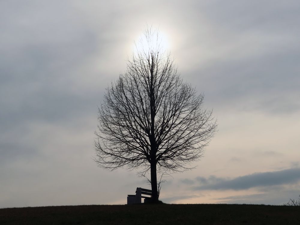 Baum mit Sitzbank im Gegenlicht