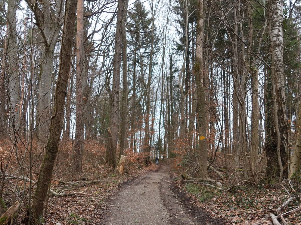 Waldweg