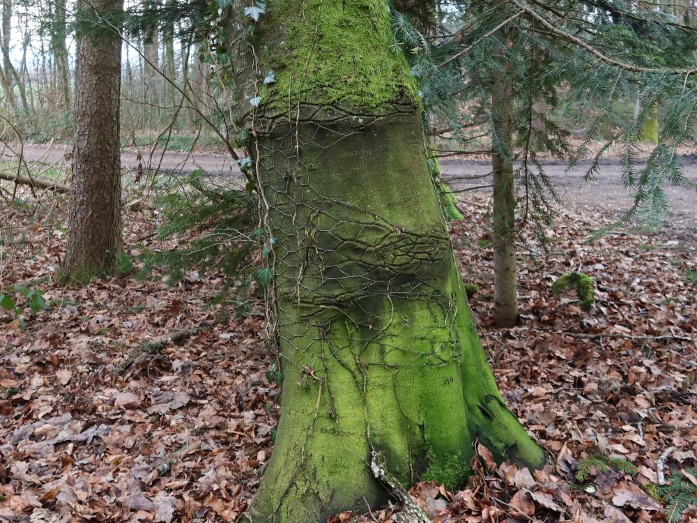 Zaunmuster im Baumstamm