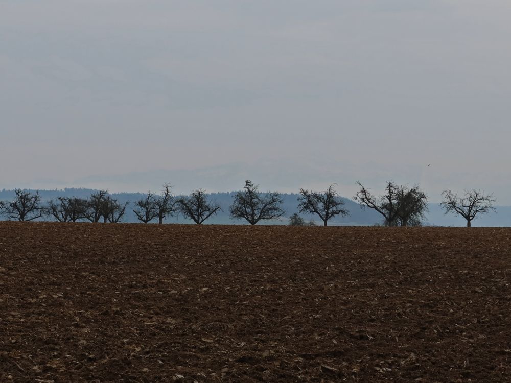 Baumreihe überm Acker