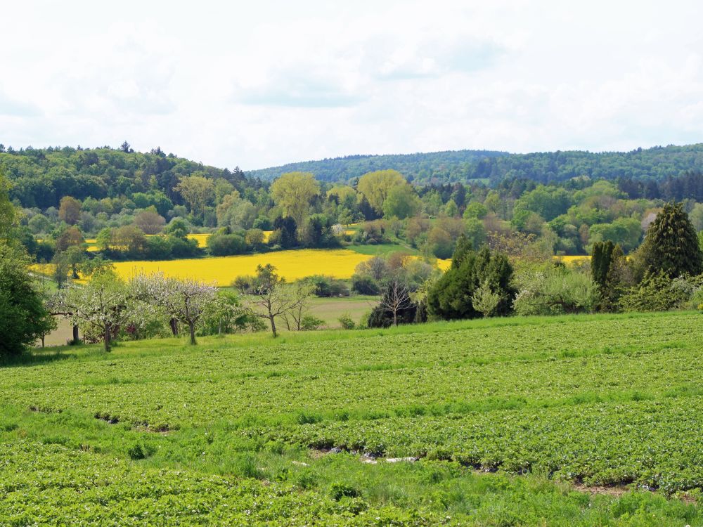 Rapsfeld bei Bettwiesen