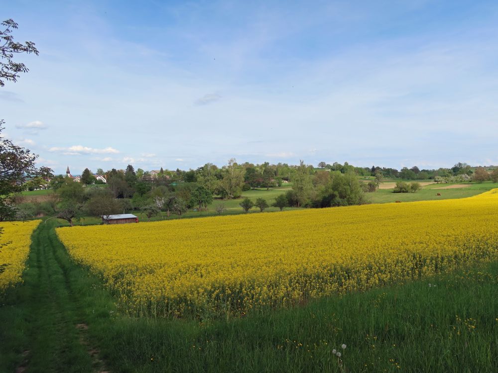 Rapsfeld bei Dingelsdorf