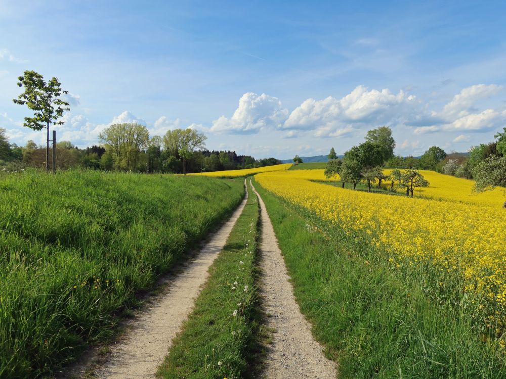 Wirtschaftsweg mit Rapsfeld