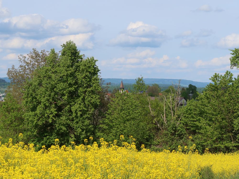 Kirchturm Dingelsdorf überm Rapsfeld