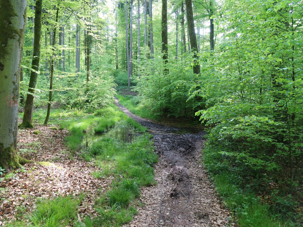 matschiger Waldpfad