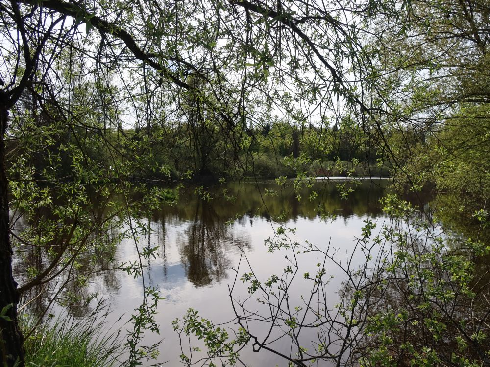 Dingelsdorfer Weiher