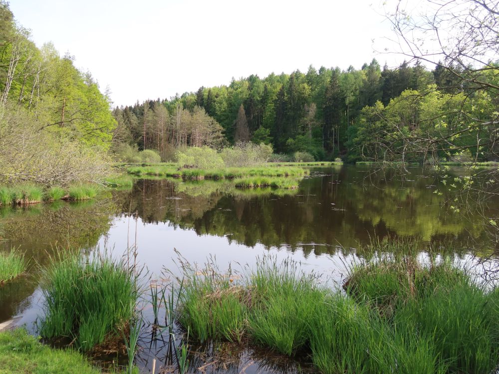 Dingelsdorfer Weiher