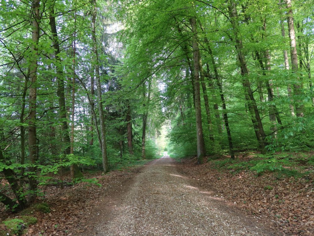 Waldweg