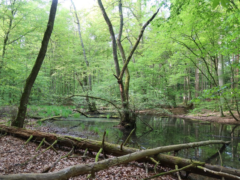 Teich am Grießenberg