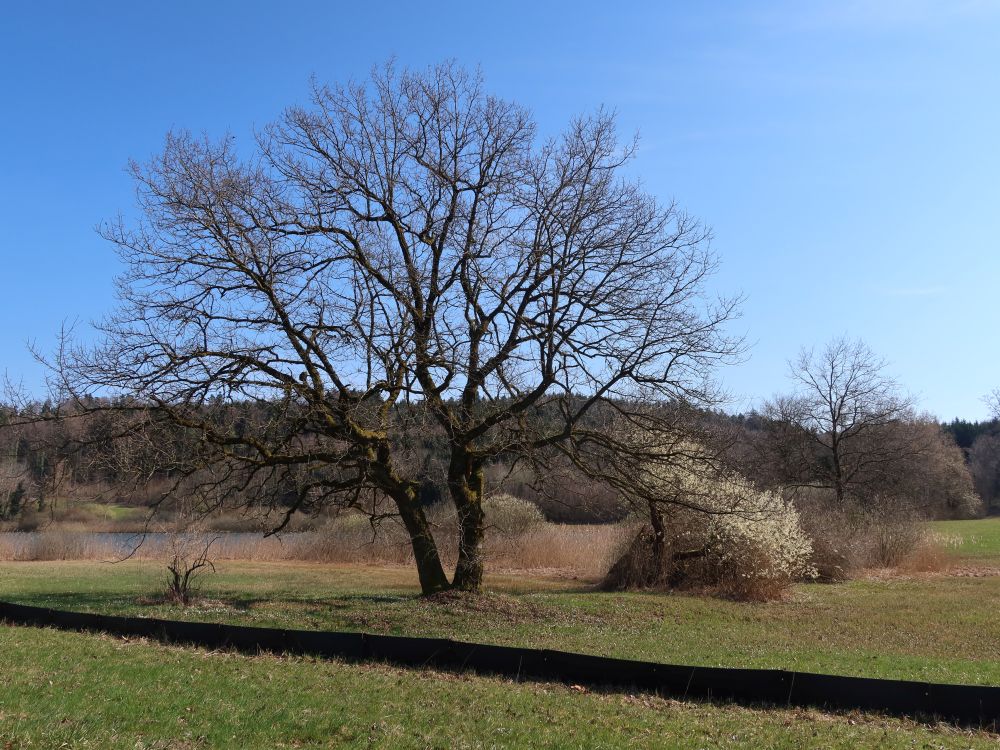 kahler Baum