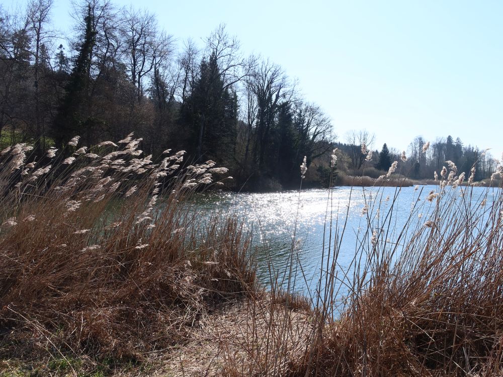 Brauiweiher