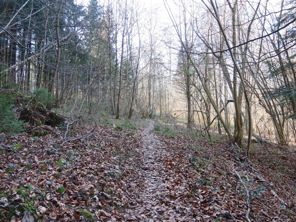 Pfad am Weiherufer