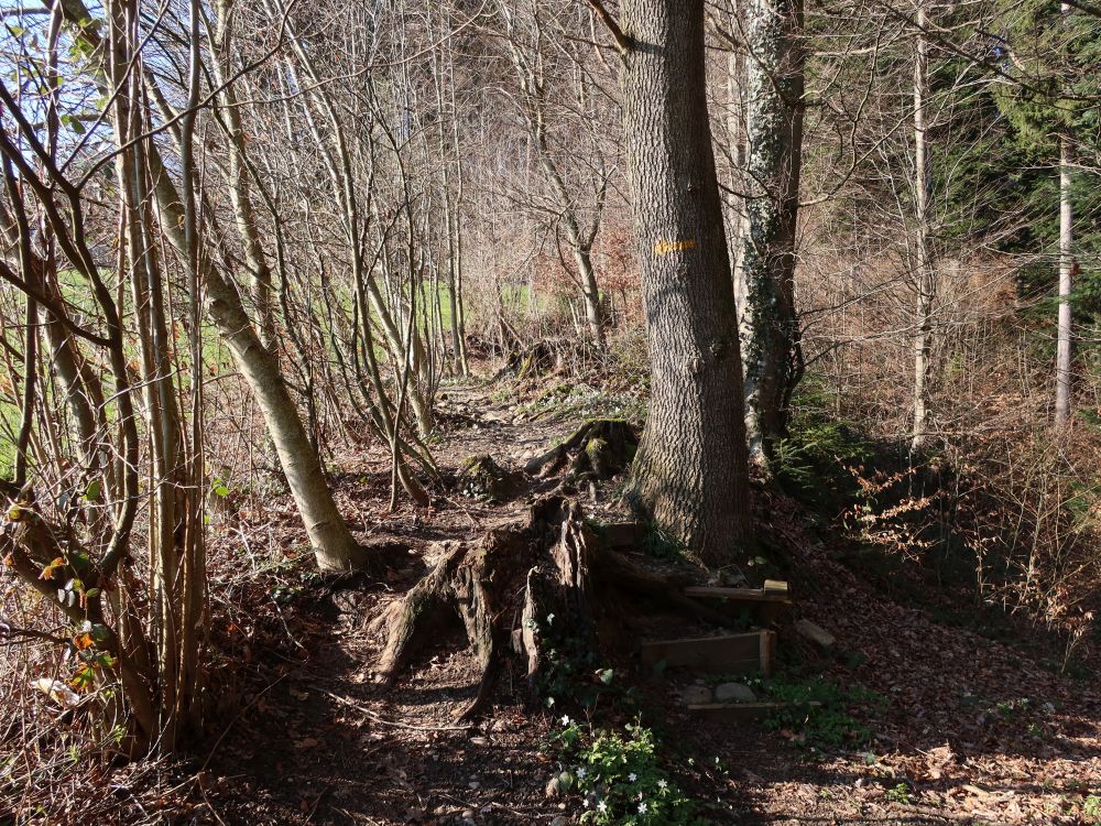 Pfad am Waldrand