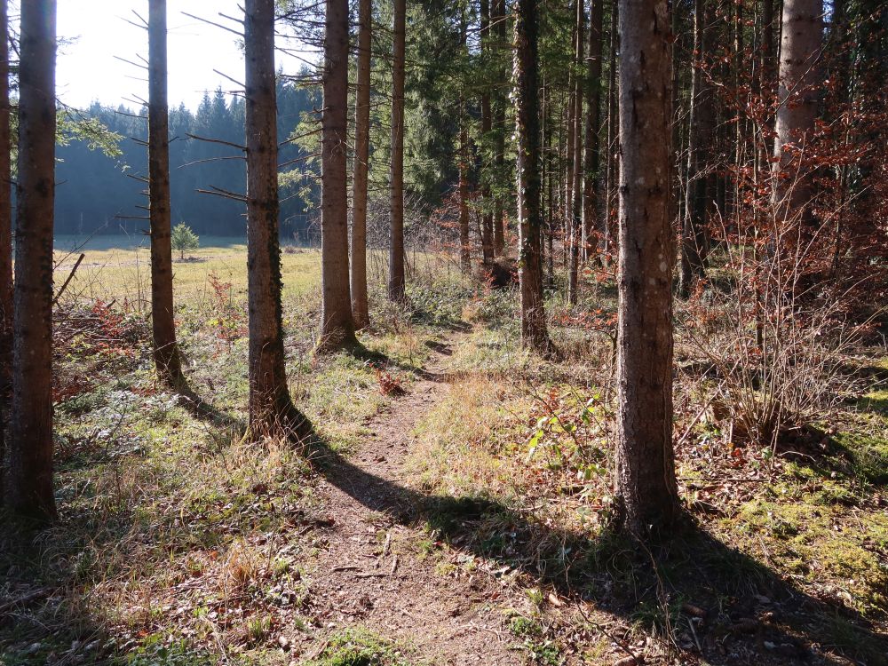 Waldpfad