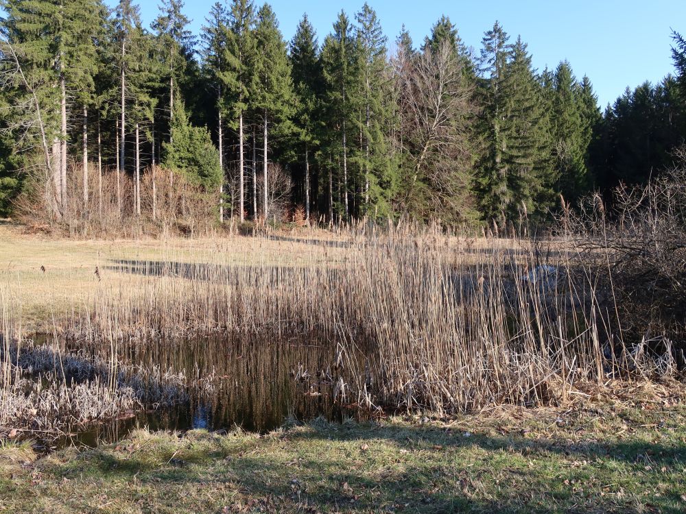 Teich mit Schilf