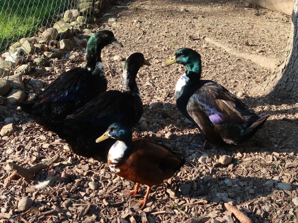 Enten