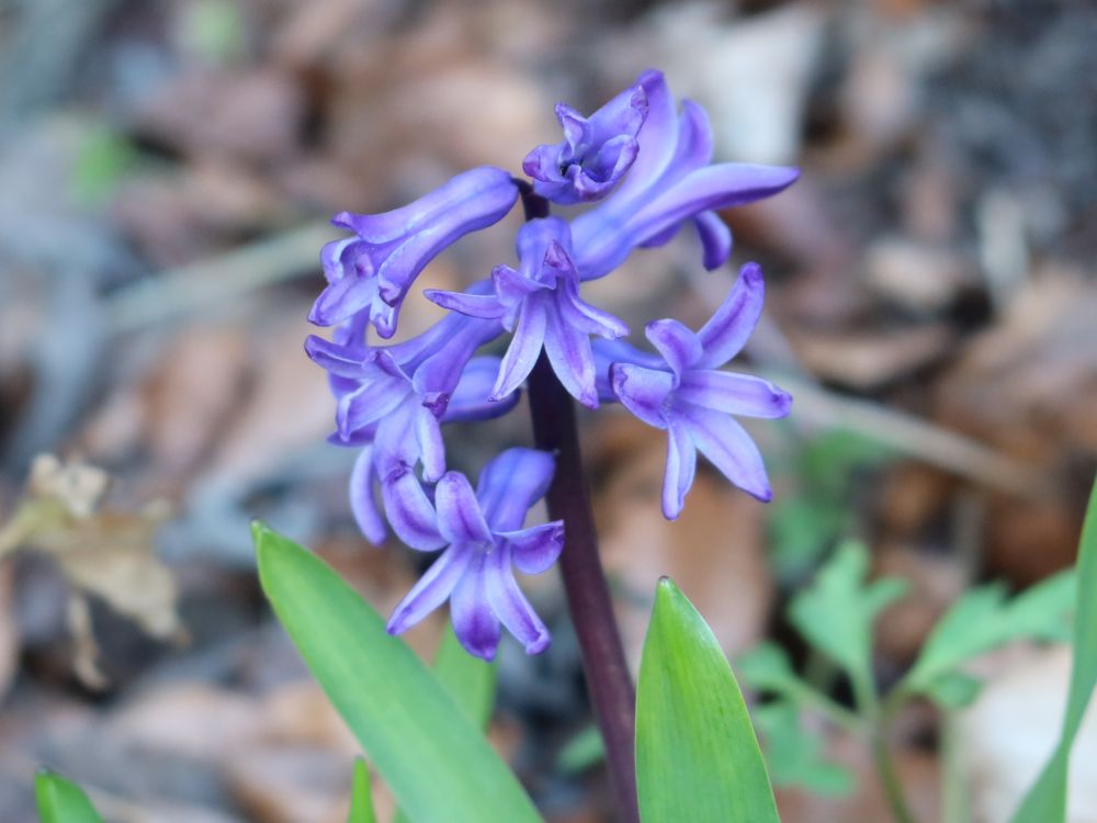 Garten-Hyazinthe