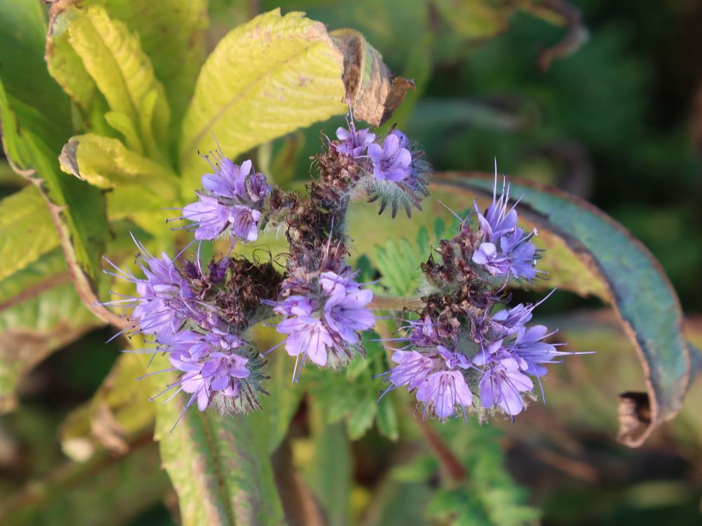 Rainfarn-Phazelie oder Büschelschön
