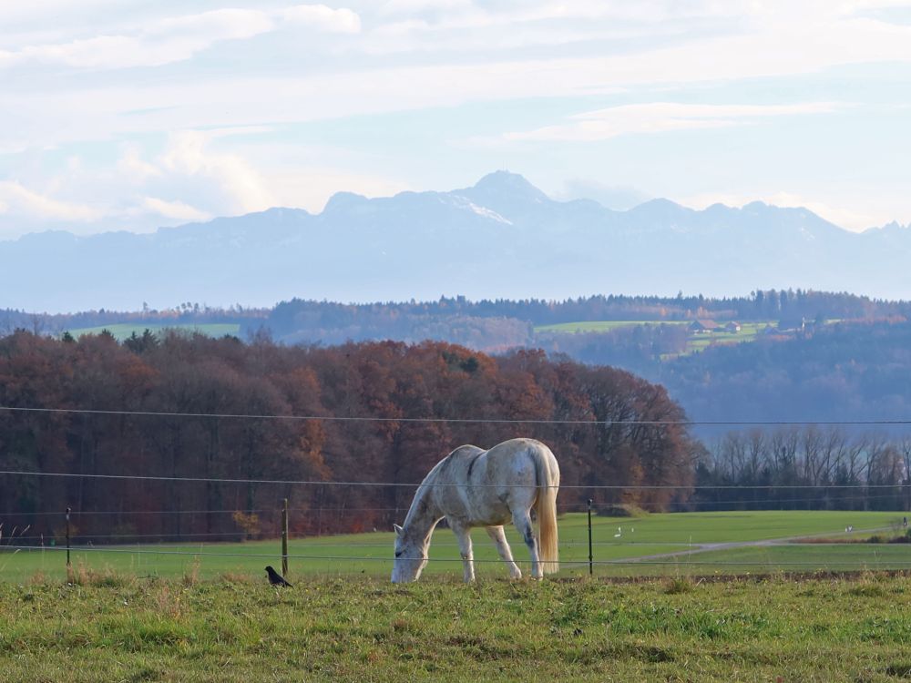 Pferd unterm Säntis