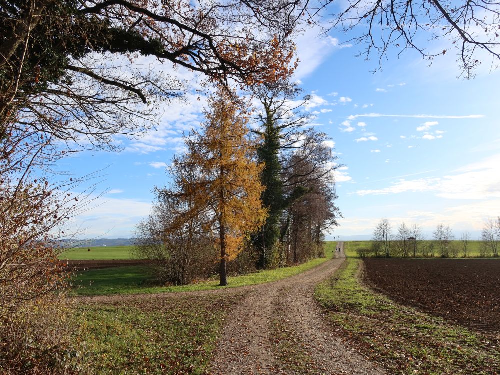 Lärche im Herbstkleid