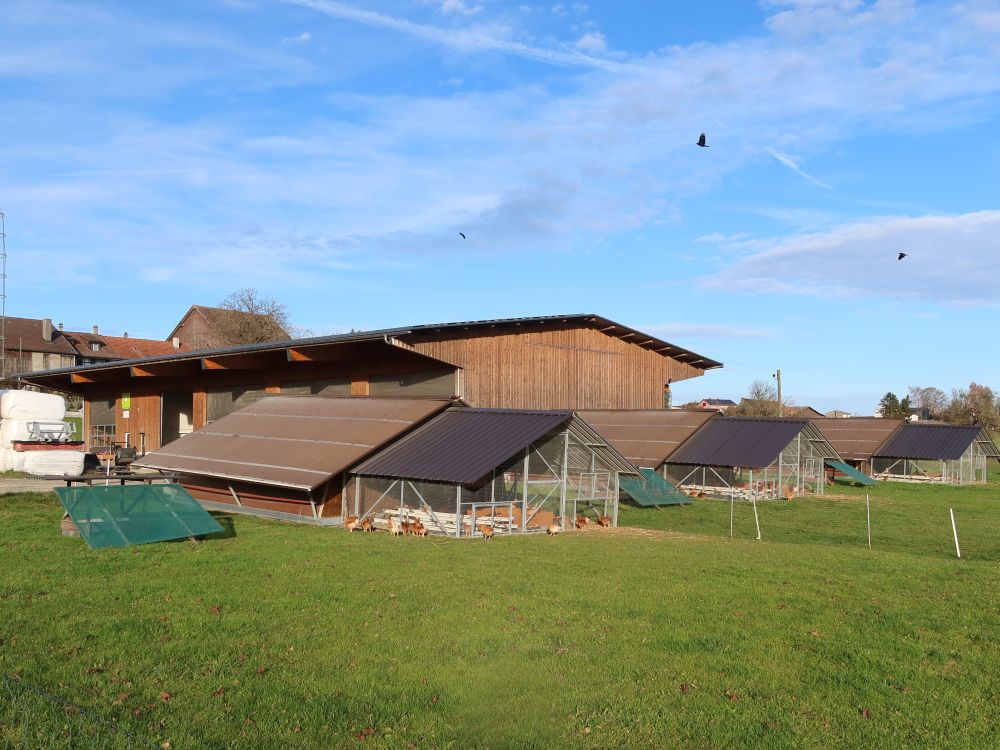 Hühnerfarm