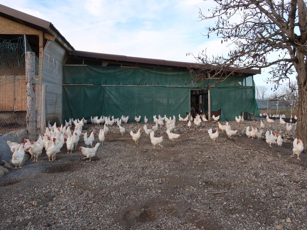 freilaufende Hühner