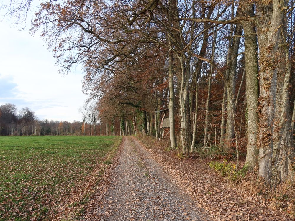 Weg am Waldrand bei Choloo