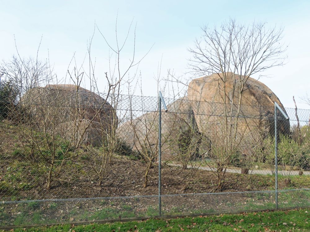 Felsen beim Safaribus (Zoo)